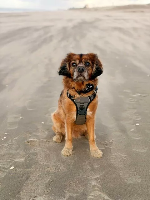 Murphy, der Herzensbrecher und heimliche Chef